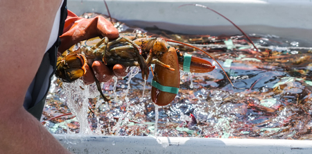 Why is Maine Lobster So Delicious?