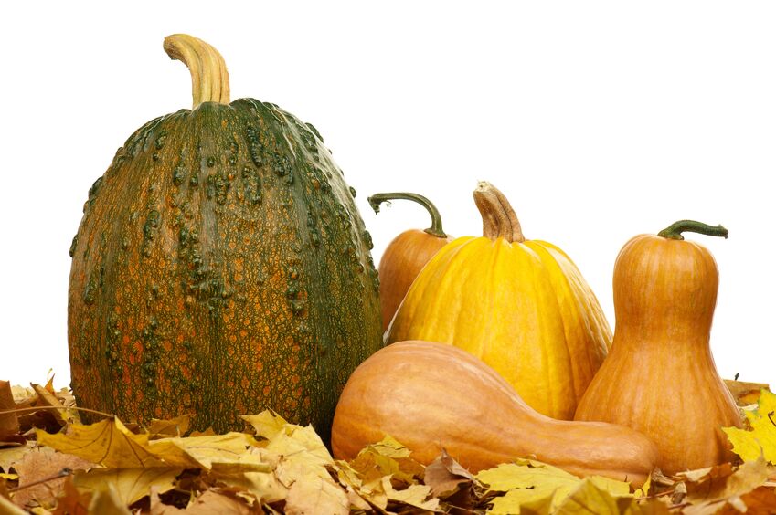 Group of Pumpkins in Fall Folliage