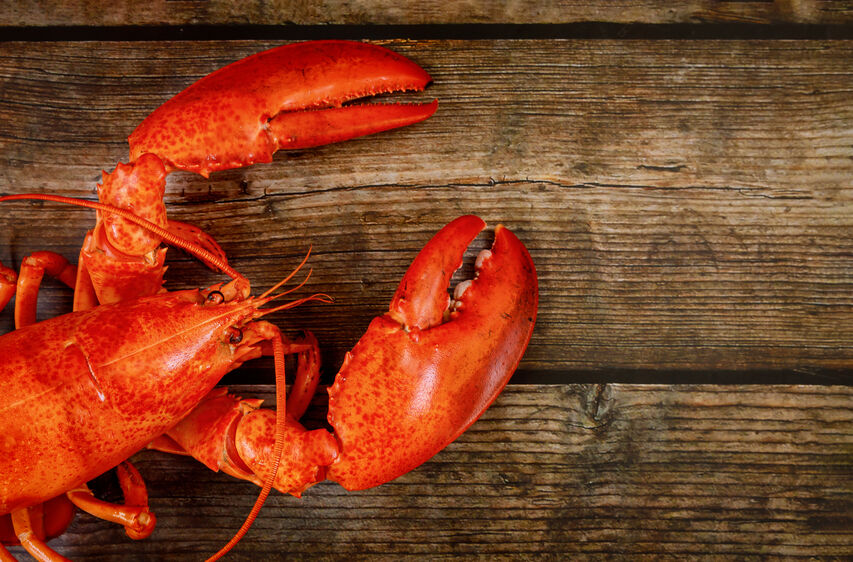 Fresh Lobster On Wood Plank